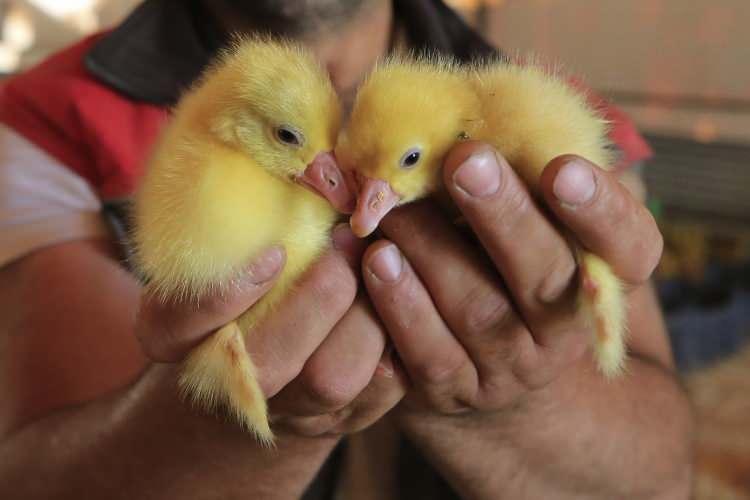 <p>Çiftliklerde 5 aylık bakım ve beslemenin ardından kesime getirilen kazlar, belirlenen birim fiyattan geri alınıyor. Kurulan modern kesimhanede yapılan kesimin ardından etler paketlenip yurt içi ve dışında satışa sunulacak.</p>