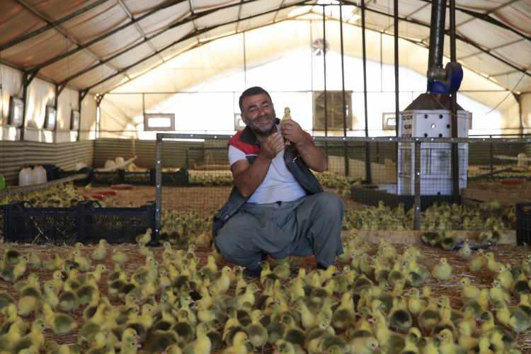 <p>Yetiştiricilik yapmak isteyen birçok girişimciden kaz yavrusu talebi aldıklarını ancak daha çok sulak ve yeşil alanı bol çiftlikleri tercih ettiklerini anlatan Yıldırım, şöyle konuştu:</p>