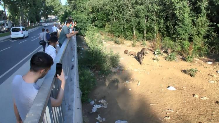 <p>Dört, beş sene önce bu ormanın içinde 4-5 köpek vardı. Köpeklere kemik atarken bir tane domuzun geldiğini fark ettim. Sonra bir, iki, beş derken sayıları sekseni yüzü buldu. Tabii onlarla bir dostluk kurduk. Her akşam gelirler saat 7-8'e kadar buradalar. </p>