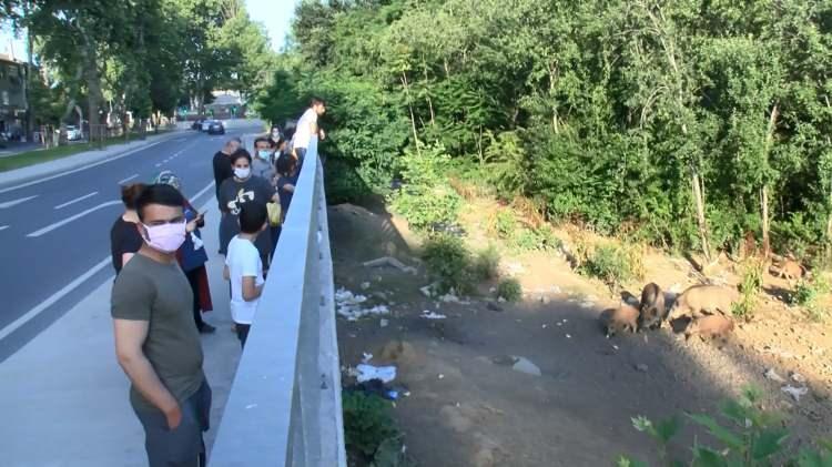 <p>Domuzlara ekmek atan Önder Akyüz, "Her akşam geliyorum, bu zavallıların yavruları var, bazen 15-20 tane onlara da yiyecek atıyorum. Yardım edenler de çok" şeklinde konuştu.</p>
