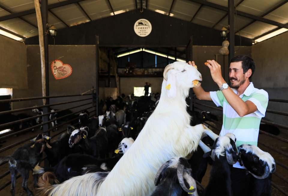 <p>Sosyal medyadan hem çiftliğin hem de peynir ve sütün tanıtımını yapan Caner, kısa sürede gelen siparişlere yetişemez oldu. </p>
