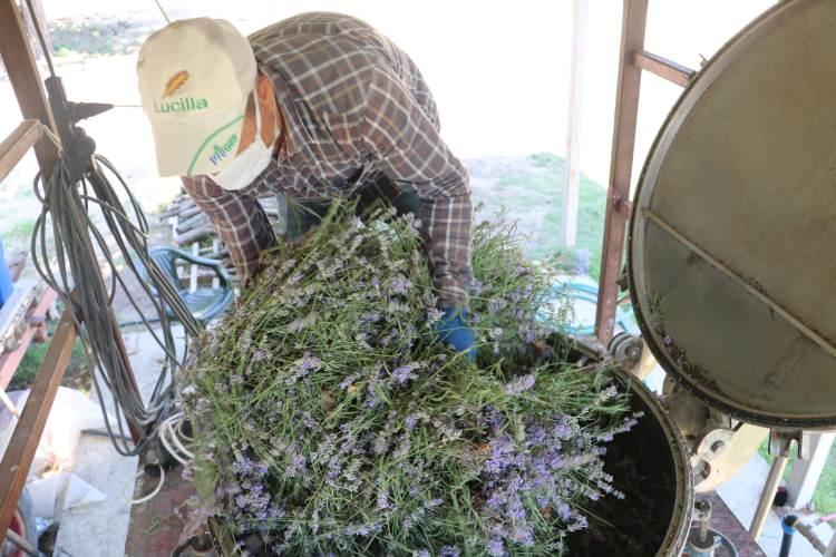 <p>Trakya Tarımsal Araştırma Enstitüsü Müdürlüğü bahçesinde bulunan lavanta tarlasında da hasat gerçekleştirildi. </p>
