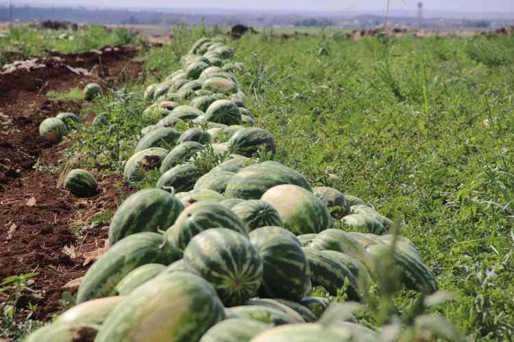 <p>Bir zamanlar develerin sırtında taşınıp, kılıçla kesimi yapılan, dünyanın en meşhur karpuzu unvanına sahip Diyarbakır karpuzunda hasat başladı. </p>