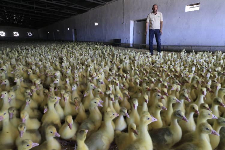 <p>Kovancılar ilçemize ciddi anlamda bir döviz girdisi, katma değer sağlayacağız, bunda da kararlıyız. Sözleşmeli çiftçilerimizle ileriki aşamada 1 milyon ve üstü üreteceğiz inşallah. Türkiye'de yetişen kaliteli kaz etini Avrupalılara da yedireceğiz." dedi.</p>