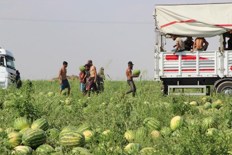 <p>Diyarbakır'ın yerli tohumu dediğimiz binlerce yıldan beri tarımı gerçekleştirilen sürme çeşidinde özel olarak Dicle Nehri kenarındaki kumsal alanlarda geleneksel bir metotlarla yıllardan beri atadan gelen yöntemle babadan oğula üreticilik yapan üreticilerimiz var. </p>
