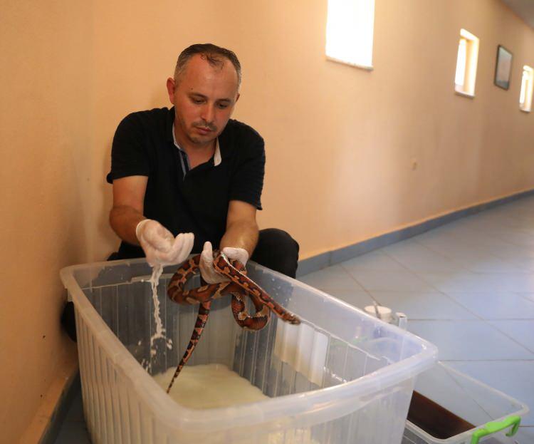 <p>Dünyanın dördüncü büyük hayvanat bahçesi olan Gaziantep Hayvanat Bahçesi bünyesindeki Sürüngen Evi’nde 35 farklı türden çok sayıda yılan bulunuyor. </p>
