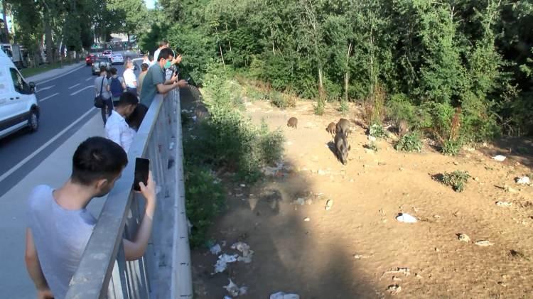 <p>Ben kemik atıyordum, tabii insanlar gördükçe burası kapalı gişe oynamaya başladı. Herkes ekmek vermeye başladı. Böylelikle domuzlarla bir dostluk bağımız kuruldu. Her canlı mutlaka yaşamalı diyorum. Ondan dolayı, domuz olsun, kedi olsun, köpek olsun ya da başka bir canlı olsun elimden geldiğince yardımcı olmaya çalışırım" diye konuştu.</p>