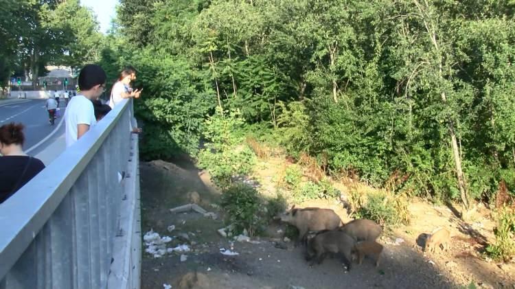 <p>Recep Korkmaz ise, "Eski taş ocağının olduğu yerden geliyorlar, köprü var onun altından geçiyorlar. Gündüz orada duruyorlar, akşam oldu mu buraya damlıyorlar hemen. Çünkü o şekilde alışmışlar" şeklinde konuştu.</p>
<p> </p>