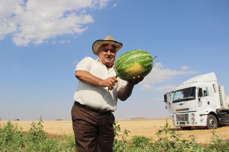 <p>Çınar ilçesinin kırsal Çakırkaya Mahallesi üzerinde 250 dekarlık alanda hasadı yapılan karpuzlar TIR'lara yüklenip batı illeri başta olmak üzere birçok ülkeye gönderiliyor. Temmuz ve ağustos aylarında hasadı yapılan Diyarbakır'ın ticari karpuzunun yanı sıra Dicle Nehri kenarındaki sadece kumlu arazide yetişen ağırlığı 50-60 kiloya ulaşan karpuzun hasadı eylül ayında yapılacak.  </p>

<p> </p>
