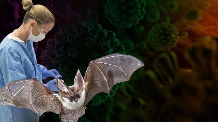 <p>Dünya Sağlık Örgütü'nün (DSÖ) Kovid-19, Ebola ve Zika gibi halk sağlığı aciliyeti açısından öncelikli araştırılması gereken hastalıklar listesinde bulunan NiV, bozuk meyve yoluyla, hayvanlardan insanlara, insanlardan insanlara bulaşıyor.</p>
<p> </p>