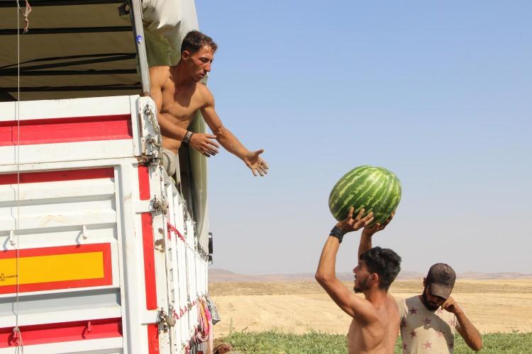 <p>İlimizde 130 bin dekar civarında karpuz ekim dikimi gerçekleştirildi. Yaklaşık 8 ton üzerinden hesapladığımız zaman ortalama 145 bin ton üzerinden bir rekolte gerçekleşmesi bekliyoruz. Kavun yetiştiriciliği de 18 bin dekarın üzerinde ekim dikim alanında yetiştiriliyor. </p>
