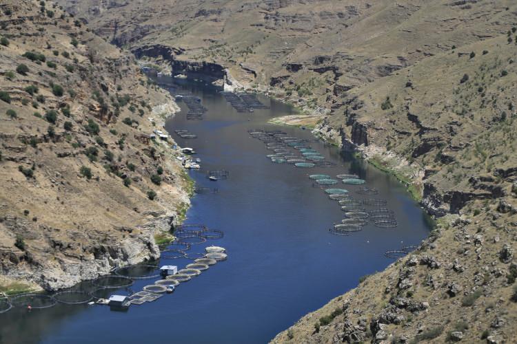 <p>"Türk somunun lezzeti ve kalitesiyle ihracat ağı genişliyor"</p>

<p> </p>

<p> Balık işleme tesisi müdürü Deniz Erden, Fırat Nehri'nin, su kalitesi, soğukluğu, oksijen miktarı ve debisinden dolayı son derece kaliteli ve lezzetli alabalık ve somon yetiştirilmesine imkan sağladığını belirtti.</p>
