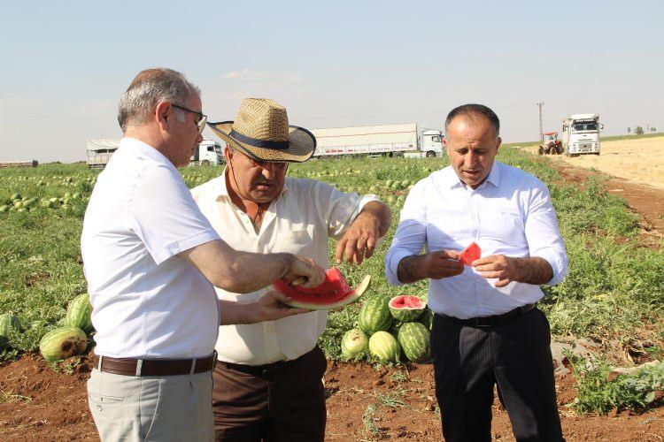 <p>Şu an ticari olan karpuzların 250 dekarlık bir alanda hasadı yapılan tarladayız. Ortalama 8 ton üzerinden dekar başına bir verim gerçekleştirilmektedir. </p>
