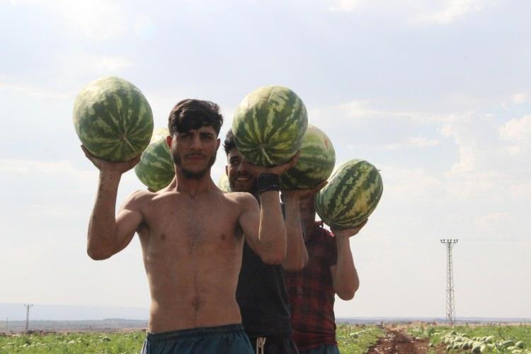 <p>Karpuzla kavuna destek yok ama. Şu an biz maliyetine malı satamıyoruz. </p>
