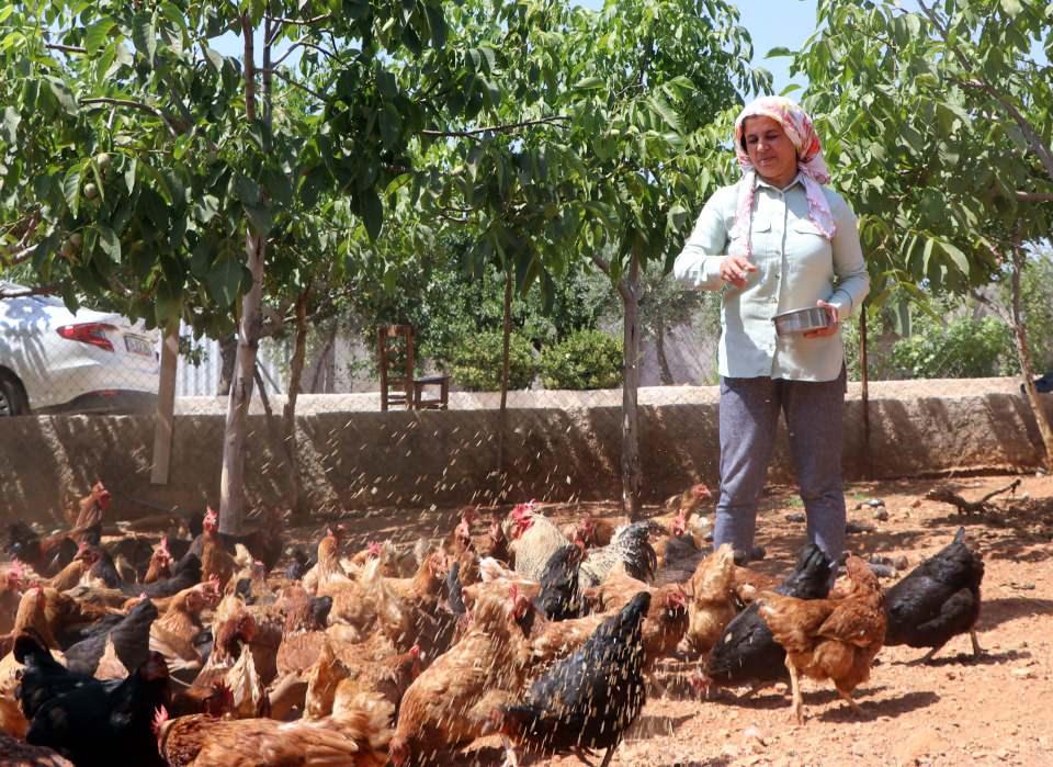 <p>Hatıra ormanı kurabilmesi için gerekli tahsis ücretinin 20 bin lira olduğu söylenen Gedik, bunun üzerine beslediği 110 tavuğu satma kararı aldı. Elleriyle beslediği tavukları satarak sağlayacağı gelir ile hatıra ormanı oluşturma hayali kuran Meliha Gedik, "Geçimimizi köyde çiftçilik ve hayvancılık işleriyle uğraşarak sağlıyoruz.</p>
