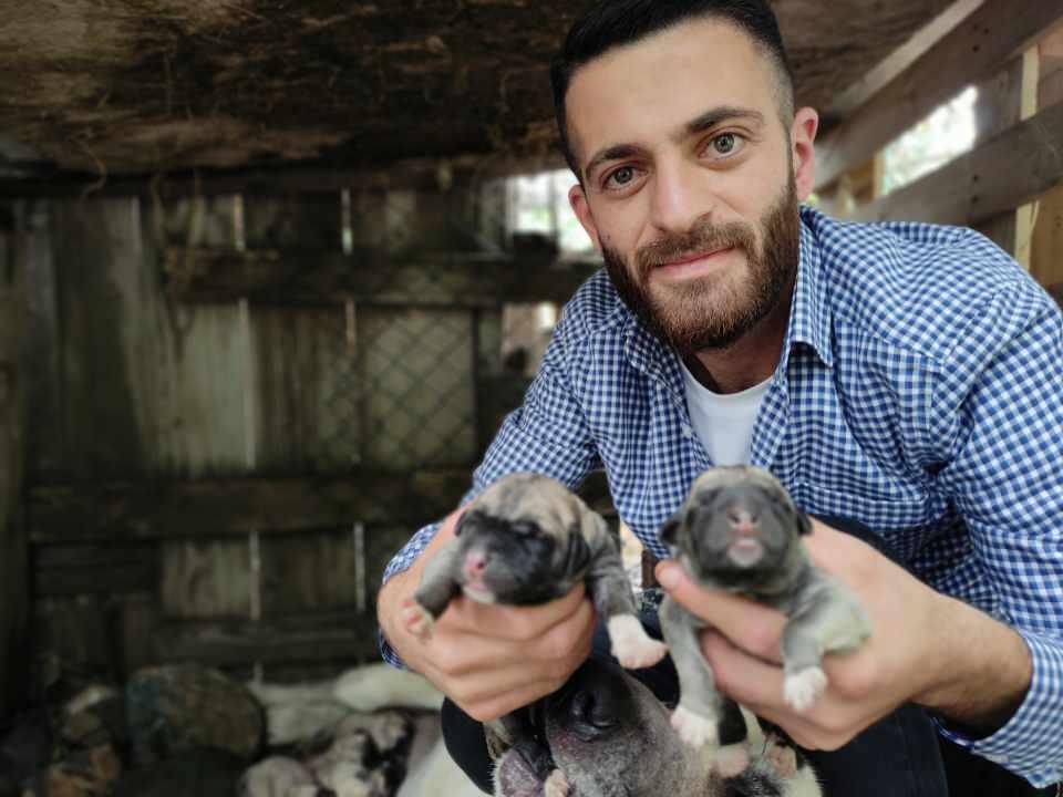 <p>Köpeğinin 15 tane yavru yaptığını görünce büyük şaşkınlık yaşadığını ifade eden Emir Demircan, "Aksaray malaklısı cinsi safkan köpeği 18 ay önce yavruyken 3 bin liraya aldım. </p>