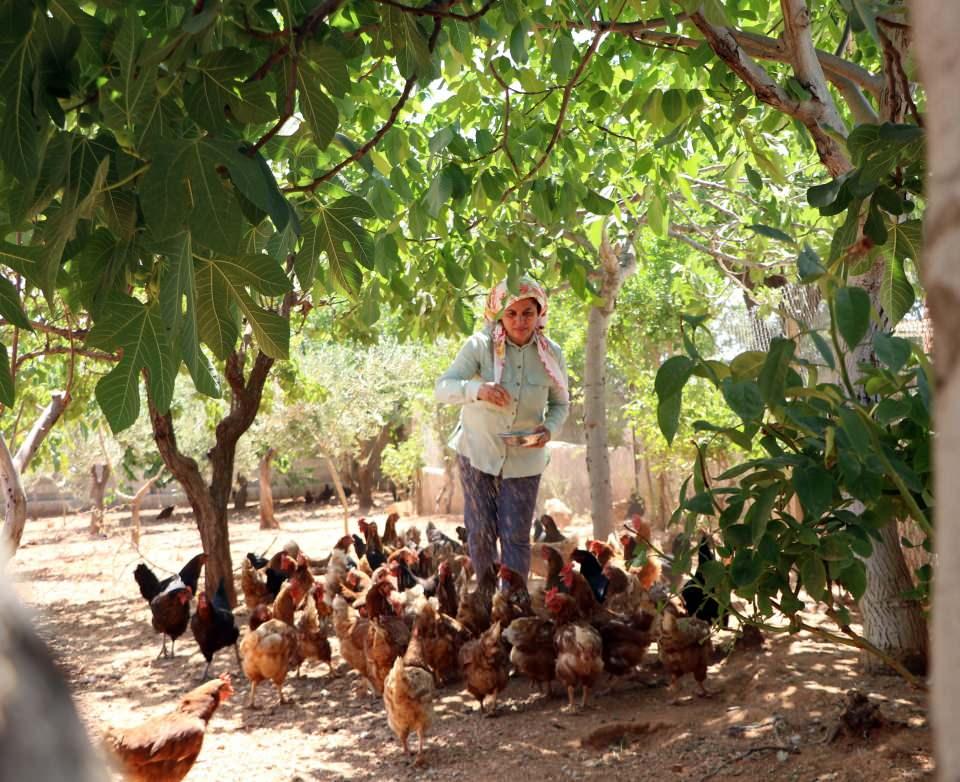 <p>Gaziantep'te, sağlık sorunları nedeniyle anne olamayan Meliha Gedik (46), çocuk yerine ağaç yetiştirmek için hatıra ormanı kurmak istedi.</p>