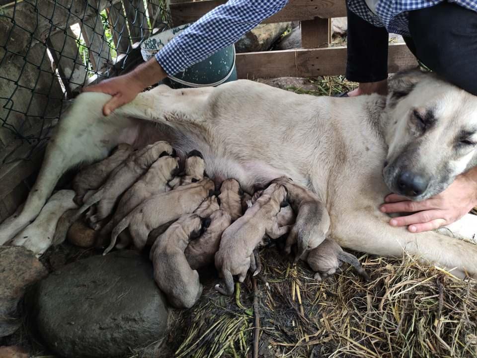 <p>İlk başta inanmadık. Sonra saydık gerçekten 15 tane yavrulamış. Çocukluğumdan beri köpek bakıyorum, ilk kez bir köpeğin 15 tane yavruladığını gördüm. </p>