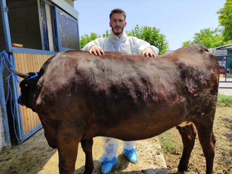 <p>Mustafakemalpaşa ilçesinde çiftlik kuran Mehmet Günbey ve oğlu Bedirhan Günbey, Japon ırkı ‘wagyu' cinsi sığır yetiştiriciliği yapıyor. </p>
