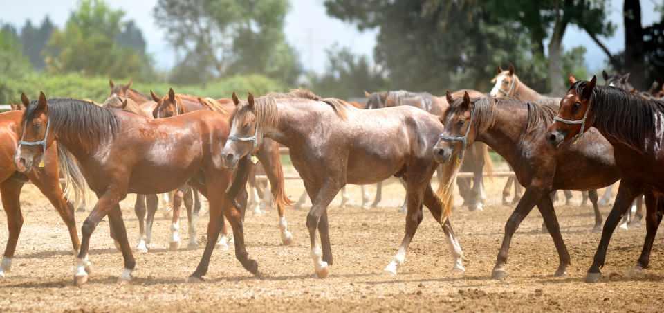 <p><strong>ŞAMPİYON ATLARIN TAYLARI İLGİ GÖRÜYOR</strong></p>

<p>Şampiyon aygırlar ve kısraklar ile tayların merada koştuğu anlar ise dronla havadan görüntülendi. Atçılık Şefi Veteriner Ali Yağlıcı, “Karacabey Tarım İşletmesi Müdürlüğü’nde, cumhuriyetin ilk yıllarından itibaren safkan Arap atı yetiştiriciliği yapmaktayız. </p>
