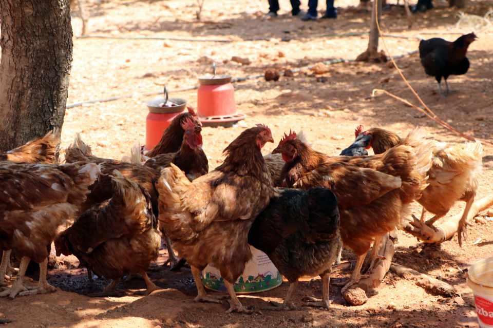 <p>Bunun sonucunda ağaç diktirmeliyim, hatıra ormanı yaptırmalıyım, dünyaya miras bırakmalıyım, diye düşündüm. 110 tavuğum var. 110 aile yerse 110 ailenin tenceresinde kaynarsa ve her bir hane yaklaşık 5 kişilik olursa sonucunda yaklaşık 1000 kişi tavukların tadını tatmış olacak. Mal varlığım yok, diye hayata küsmedim ve orman dikmek için tek varlığım olan tavukları satışa çıkardım" diye konuştu.</p>

<p> </p>

