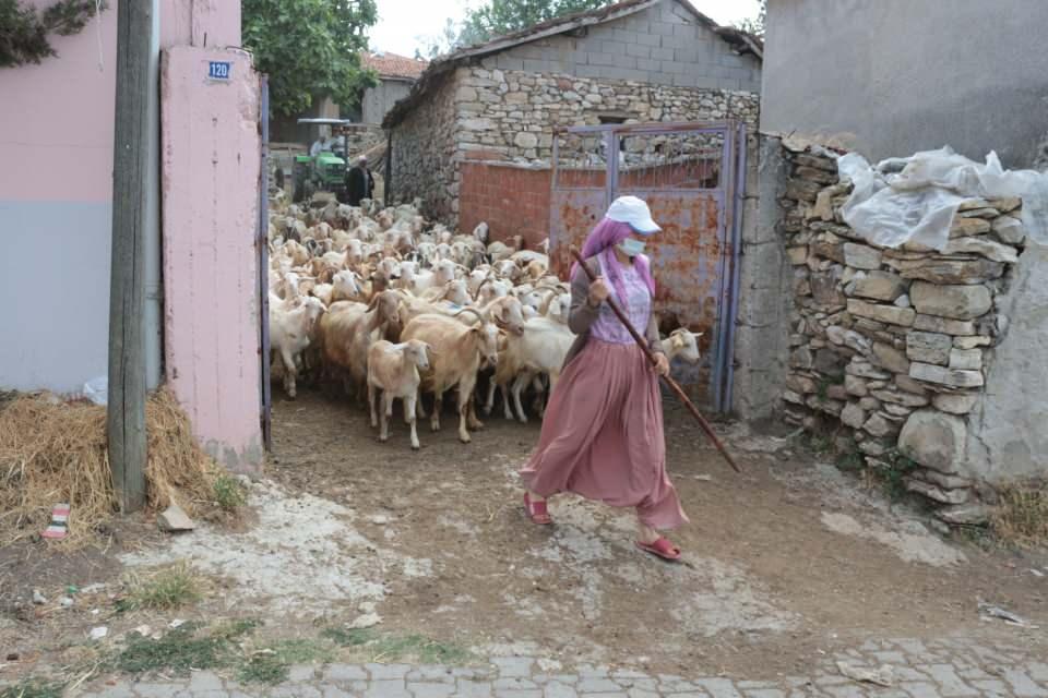 <p>25 yıllık hayvan üreticisi Emin Akdağ, süt veriminden düşen keçiyi kendisine bağlı olduğu için kesime göndermediklerini söylüyor. Otlağa giderken traktörü takip eden keçi yoldan geçenlerin de ilgisini çekiyor.</p>

<p> </p>
