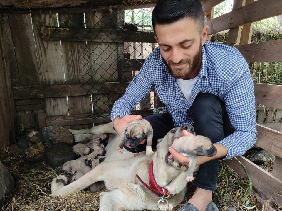 <p>Çocukluğundan itibaren köpek besleyen genç adam, bir köpeğin bu zamana kadar 15 tane yavruladığına ilk kez şahit oldu. </p>
