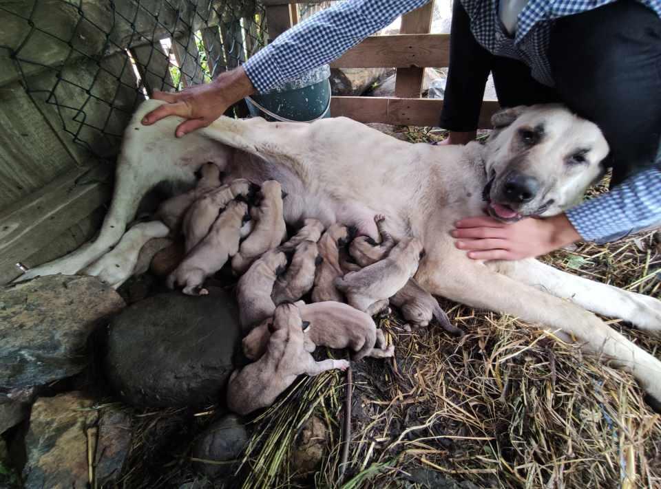<p> Biz 4-5 tane yavru yapar diye beklerken, 15 tane yavruladı. </p>
