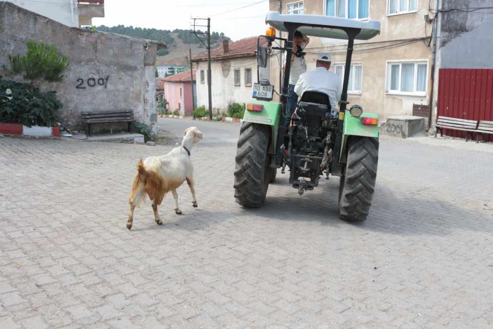 <p><strong>“Küçükbaş hayvancılık daha iyi”</strong><br />
<br />
Köyde 125 keçisinin bulunduğunu da kaydeden Emin Akdağ, küçükbaş hayvan yetiştiriciliğinin de büyükbaşa göre daha iyi olduğunu söyledi. </p>
