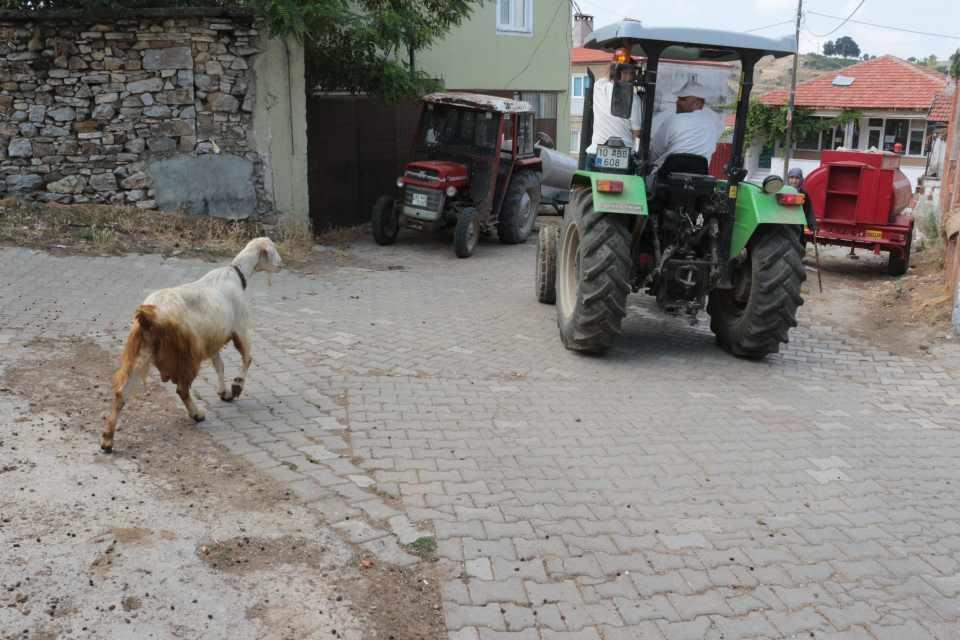 <p>Dağda yayılırken de sürüyü yine bırakıp sürekli benim yanımda yayılıyor. Keçimiz 2006 veya 2007 yılı doğumlu. O zamandan beri kendisi bizimle oluyor ve bizi çok seviyor. Bu keçimizin artık sağımda verimi yok ama bizi sevdiği ve bize çok alışkın olduğu için yanımızda tutuyoruz. </p>
