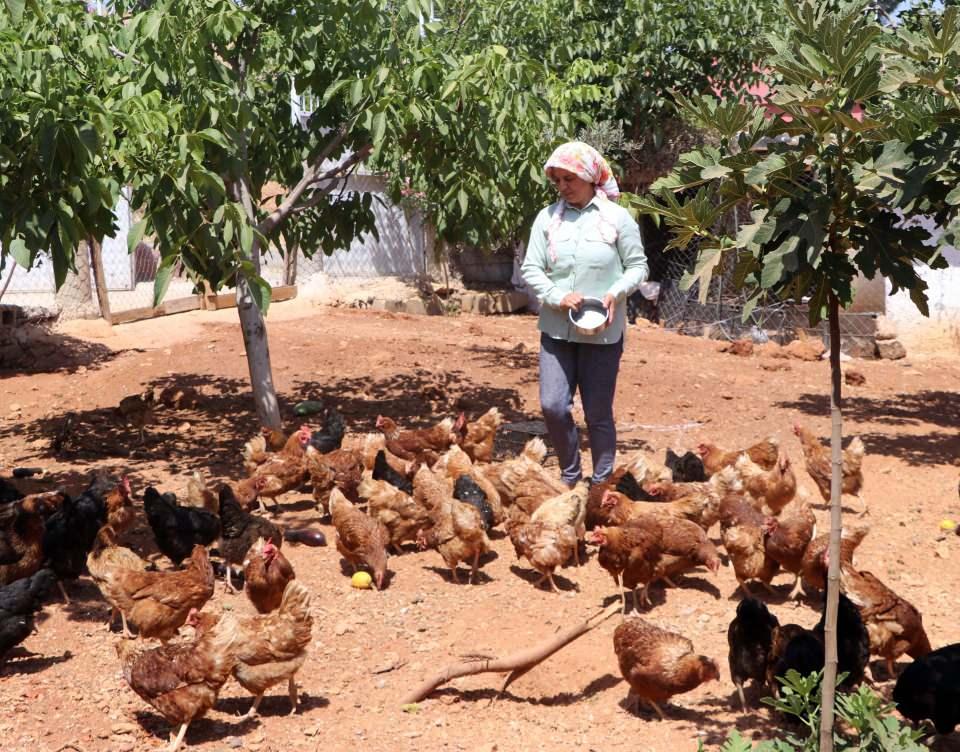 <p><strong>'ÇOCUĞUM OLMADIĞI İÇİN DÜNYAYA AĞAÇ BIRAKMAK İSTEDİM'</strong></p>

<p>Sağlık problemleri nedeniyle çocuk sahibi olamadığını belirten Gedik, "Çok geç evlendiğim ve sağlık problemleri yaşadığım için çocuğum olmuyor. O nedenle dünyaya ne bırakabilirim, diye düşündüm ve ağaç bırakmak istedim. Aylardır sabah 5'te uyanıp akşama kadar tavukların arasında kalıyordum. Bu canlılara bu kadar emek verdikten sonra başka bir şeye daha vesile olmasını istedim. </p>
