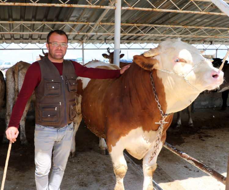 <p><strong>“Geçen seneye göre fiyatlarda 2-3 bin TL artış var”</strong></p>
<p>Satışlara bugün başladıklarını ifade eden kurban satıcısı Yavuz Baran, “Çadırlarımıza bugün yerleştik. Hayvanlarımız satışa hazır şekilde bekliyor.</p>