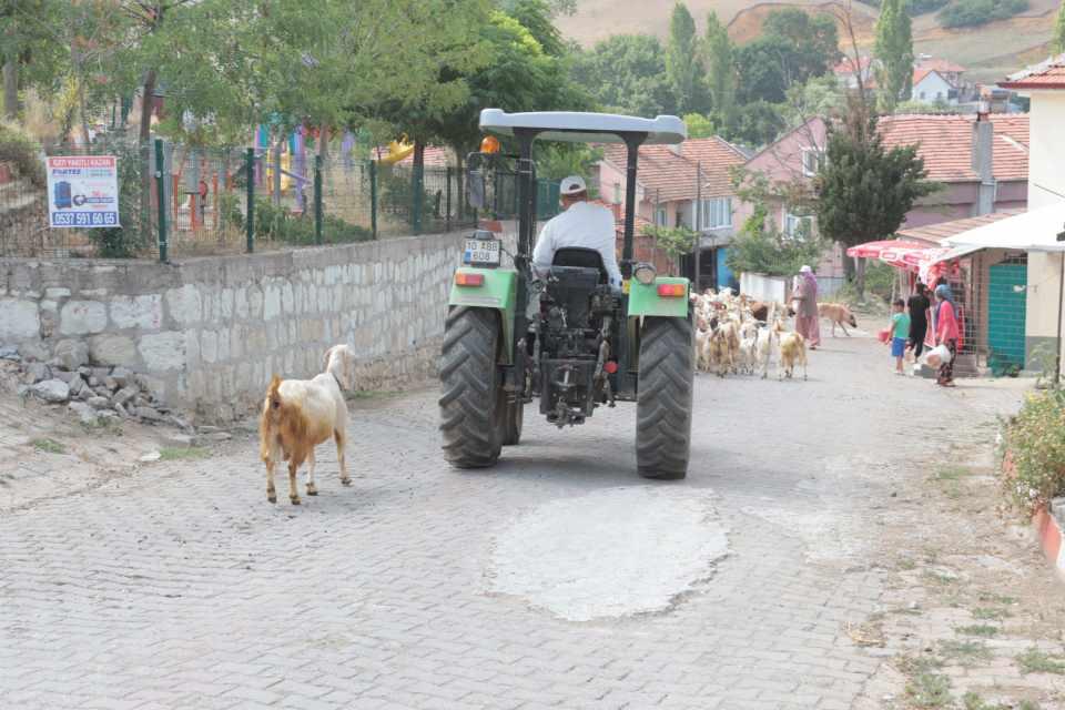 <p>Oğlaklar kalmayınca da keçilerin sütlerini sağarak mandıraya veriyoruz. Elde ettiğimiz sütlerle isteyenlere peynir yapıyoruz, süt isteyenlere de süt veriyoruz. </p>
