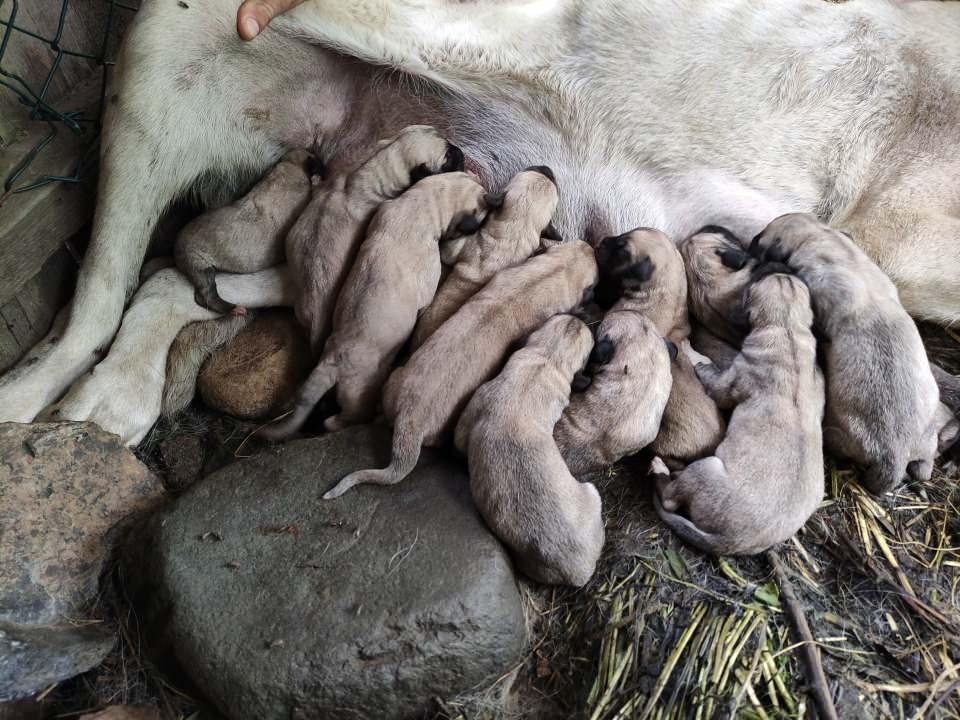 <p>Köpek 18 aydır benim yanımda. İlk defa yavrulattık. Yine safkan aynı cins köpekle çiftleştirdik.</p>