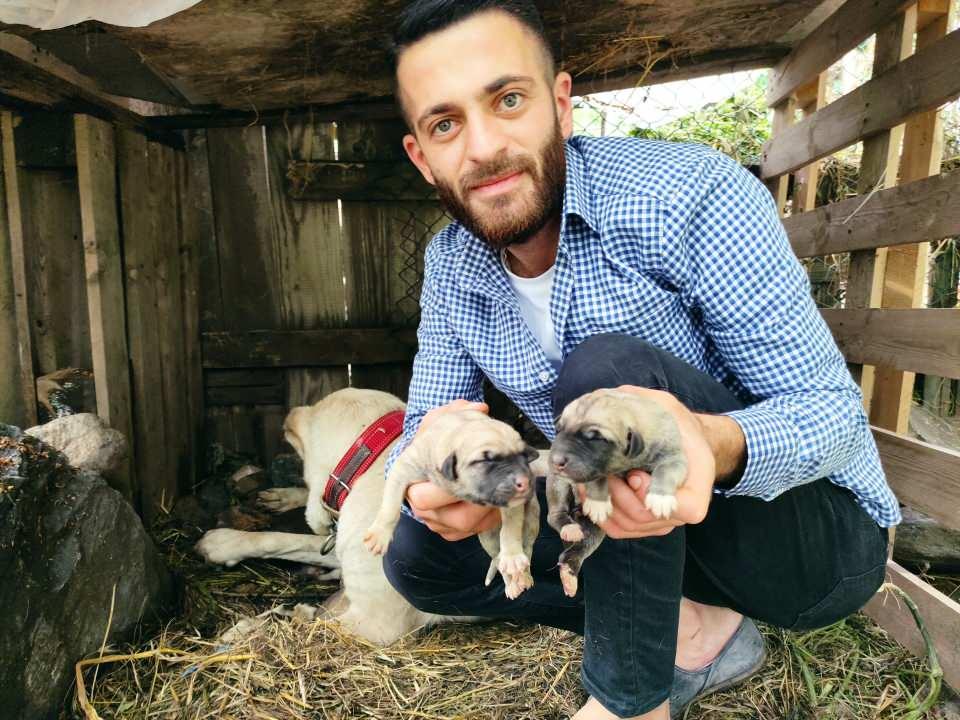 <p>Kestel ilçesinde ikamet eden Emir Demircan, 18 ay önce şecereli Aksaray malaklısı köpeği yavruyken 3 bin lira vererek sahiplendi.</p>
