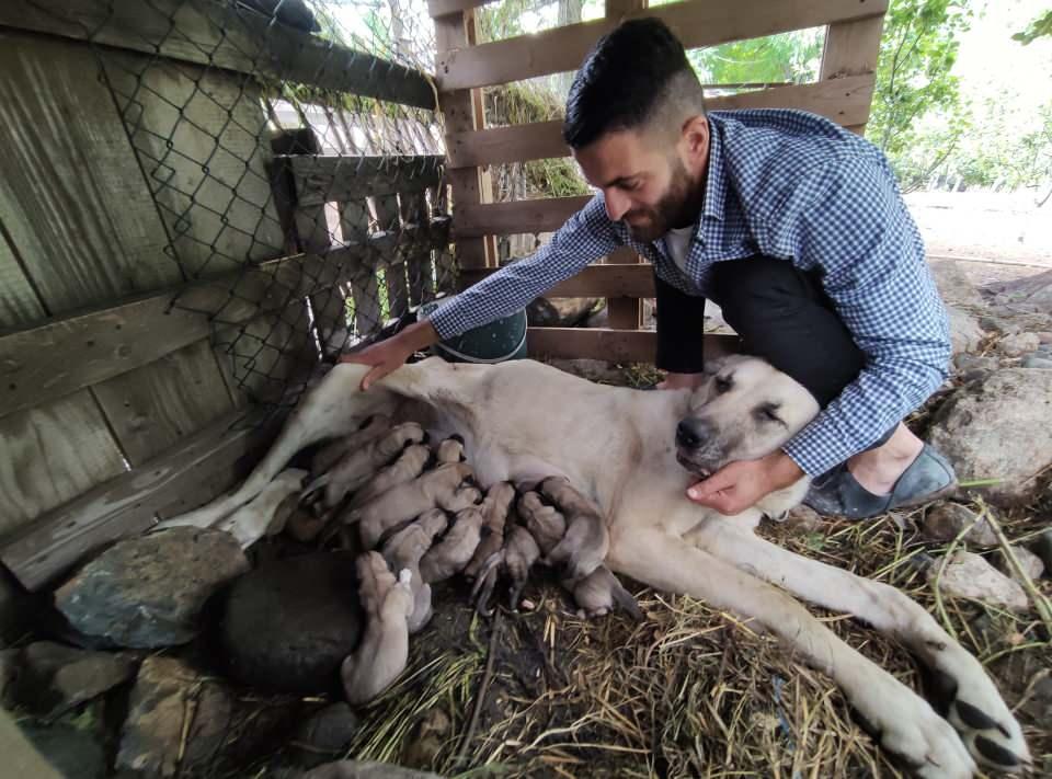 <p>Bu köpeklerin yavruları 3 ila 5 bin lira arasında satılıyor" dedi.</p>