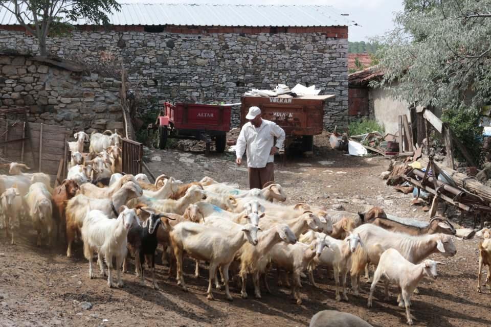 <p>125 baş keçi sürüsünde diğer keçilerle birlikte yaşayan keçi, otlamaya giderken sürüden ayrılarak çok sevdiği sahibini traktörün peşine takılarak takip ediyor.<br />
 </p>
