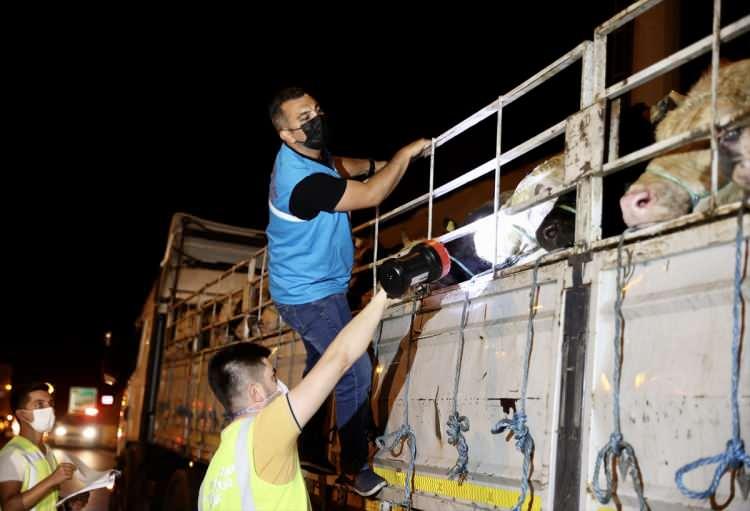 <p>Kurban Bayramı'nın yaklaşmasıyla kurbanlıklar İstanbul'a getirilmeye başlandı.</p>

