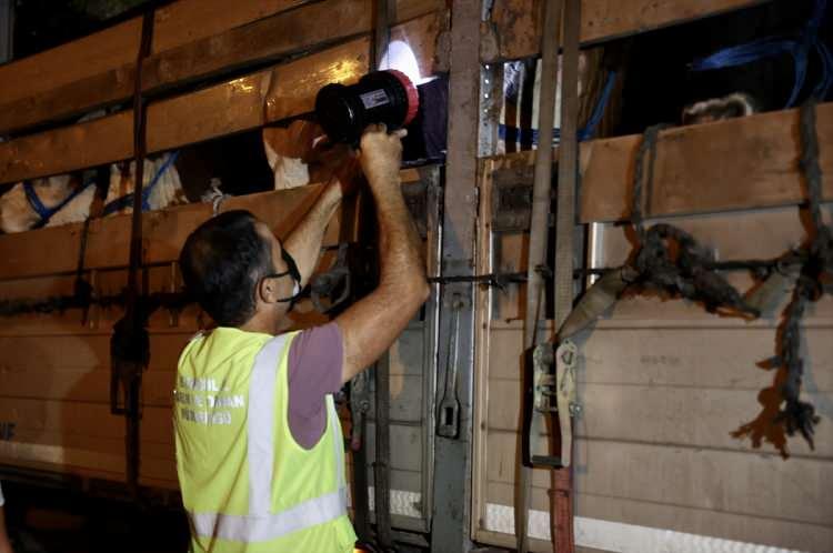 <p>Kurbanlıkların İstanbul'a getirilmeye başladığı gecenin ilk saatlerinde denetlenen hayvanların gerekli sağlık raporları ve belgelere sahip oldukları belirlendi.</p>

<p> </p>
