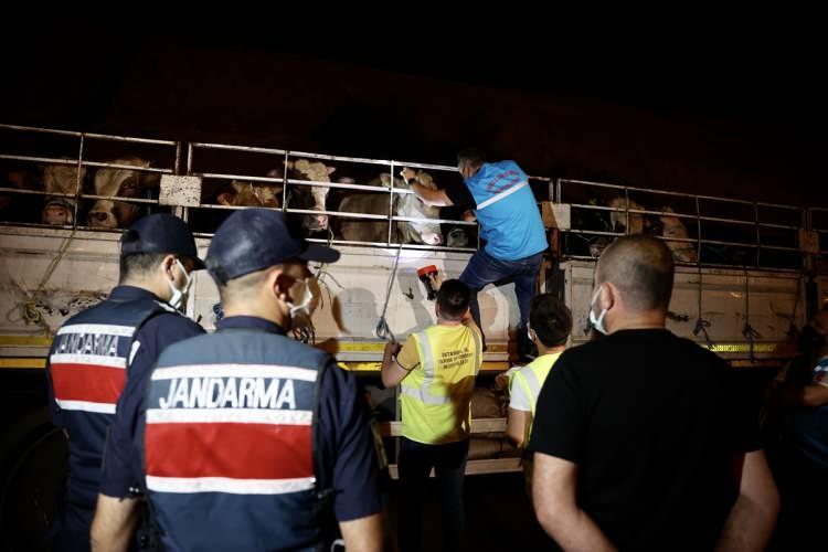 <p>Kurbanlık havyan getiren araçların plaka sisteminden, gitmeleri gereken yere gidip gitmediklerini takip ettiklerini söyleyen Karaca, "Hem Kovid-19 açısından hem de hayvan sağlığı açısından bütün önlemlerimizi aldık. Satış ve kesim yerlerinde de bütün önlemler alındı. Yol kontrollerinde jandarma, zabıta ve emniyet müdürlüğümüzle beraber görev yapıyoruz. Vatandaşlarımızdan istirhamımız, park, bahçe ve sokaklarda kesim yapmamalarıdır. Sadece Valiliğimizce belirlenen satış yerlerinden kurbanlarını almaları, kesim yerlerinde kesim yapmalarını istiyoruz." dedi.</p>

<p> </p>

