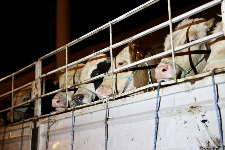 <p>Kurban sayısıyla ilgili bir sıkıntı beklemediklerini belirten Karaca, geçen yıl İstanbul’a 70 bin büyük ve küçükbaş hayvan getirildiğini ifade ederek şöyle konuştu:</p>

<p>"Yine aynı rakamları bekliyoruz. Yaptığımız analizlerde gerek İstanbul içerisinde yetiştirilen hayvanlar gerek Trakya bölgesinden gelecek ve Anadolu'dan gelecek hayvanları hesapladığımızda herhangi bir kurbanlık problemi yaşamayacağımız çok net bir şekilde ortada. Onunla ilgili Bakanlığımız da bütün önlemleri aldı."</p>
