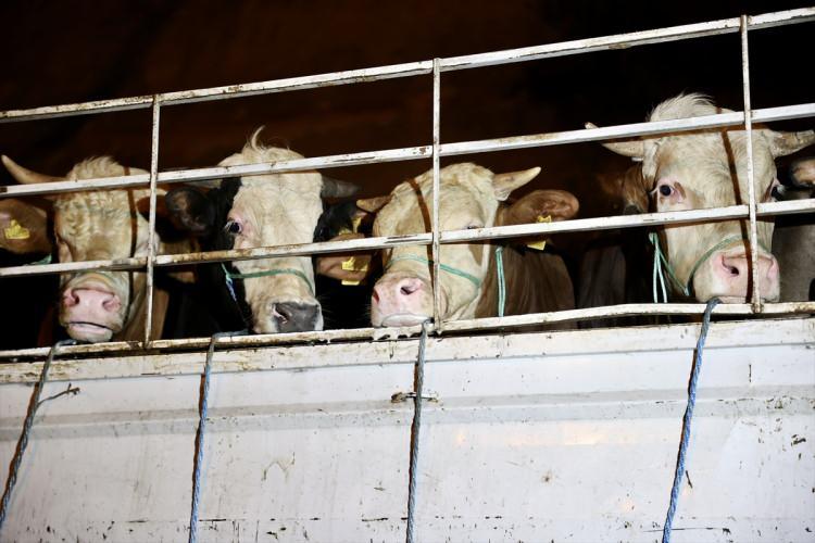 <p>Amasya’dan 26 büyükbaş havyan getiren Durmuş Çakal, ekim ayından beri kurban için hayvanları beslediklerini, getirdikleri hayvanları satarak geri dönmeyi istediklerini söyledi.</p>
