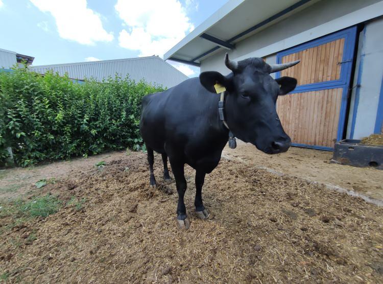 <p>Bursa'da bir müteşebbis, Japonya'dan getirip masaj yaparak beslediği sığırların kilosunu 10 bin liradan satıyor.<br />
 </p>
