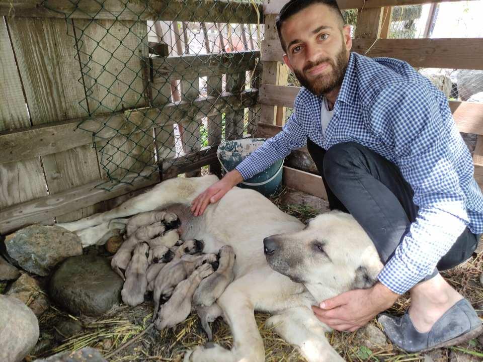 <p>Köpeği 18 aylıkken ilk doğumunu yaptı. Köpeğin sahibi en fazla 5 tane yavrulamasını beklediği köpeğinin tek batında 15 tane yavru yaptığını görünce büyük şaşkınlık yaşadı.<br />
</p>