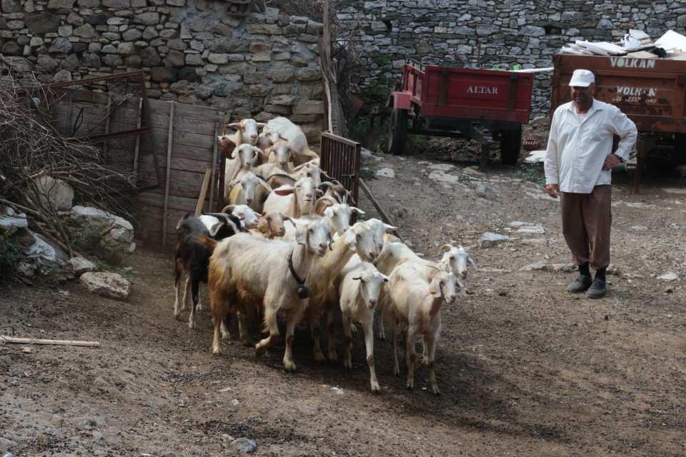 <p>Balıkesir’in Bigadiç ilçesine bağlı Çömlekçi kırsal mahallesinde 25 yıldır küçükbaş hayvan yetiştiriciliği yapan Emin Akdağ’ın 15 yaşındaki keçisi, sahibinin bir an olsun yanından ayrılmıyor. </p>
