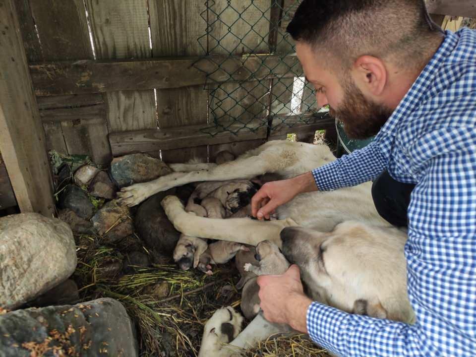 <p> Aldığı köpeği yine aynı cins şecereli başka bir cins köpekle çiftleştirdi. </p>
