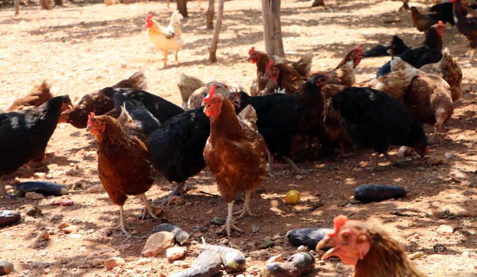 <p><strong>'HERKES KENDİ İMKANLARIYLA AĞAÇ DİKMELİ'</strong></p>

<p>Susuzluğa çözüm olması için herkesin kendi imkanlarıyla ağaç dikmesi gerektiğini vurgulayan Meliha Gedik, şunları söyledi:</p>

<p>"Mümkün olduğunca herkes kendi imkanlarıyla ağaç dikmeli. Yapamayanlar ise ormanda çalışabilecek gücü varsa orada çalışıp, yardım etmeli. Mesela benim fiziksel gücüm yok ama gençler Orman İşleri Müdürlüğü'ne başvurarak, 'Biz sahada ve orman yapımında ağaçlandırma çalışmalarına katılmak istiyoruz' diyebilir. Ben de elimde bulunan tavuklarımla Orman İşletme Müdürlüğü'ne başvurdum. Bana hatıra ormanı yapmam konusunda destek verdiler. 20 hektar alanın 20 bin TL olduğunu söylediler. Herkes yaptıramayabilir ama herkes kendi gücünce tuğlaya bir taş koyabilir. Ben tavuklarımı satarak yaptıracağım. Tavuklarımla ilgili bir hayırseverin tavuklarımı satın alıp hatıra ormanı dikmeme katkı sağlamasını istiyorum. Bunun sonucunda alan hayırseverin de tavukları fakir ailelerin ya da çocuk esirgeme kurumunda bulunan çocukların yemesi için vermesini istiyorum. Bu şekilde onlar da doğada yetişmiş olan tavuğun lezzetini anlarlar."</p>
