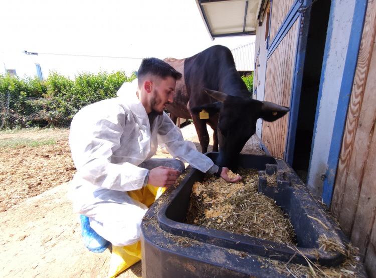 <p> Bu hayvanı durumu iyi olup kurban bayramında da tercih eden müşterilerimiz var" dedi.</p>
