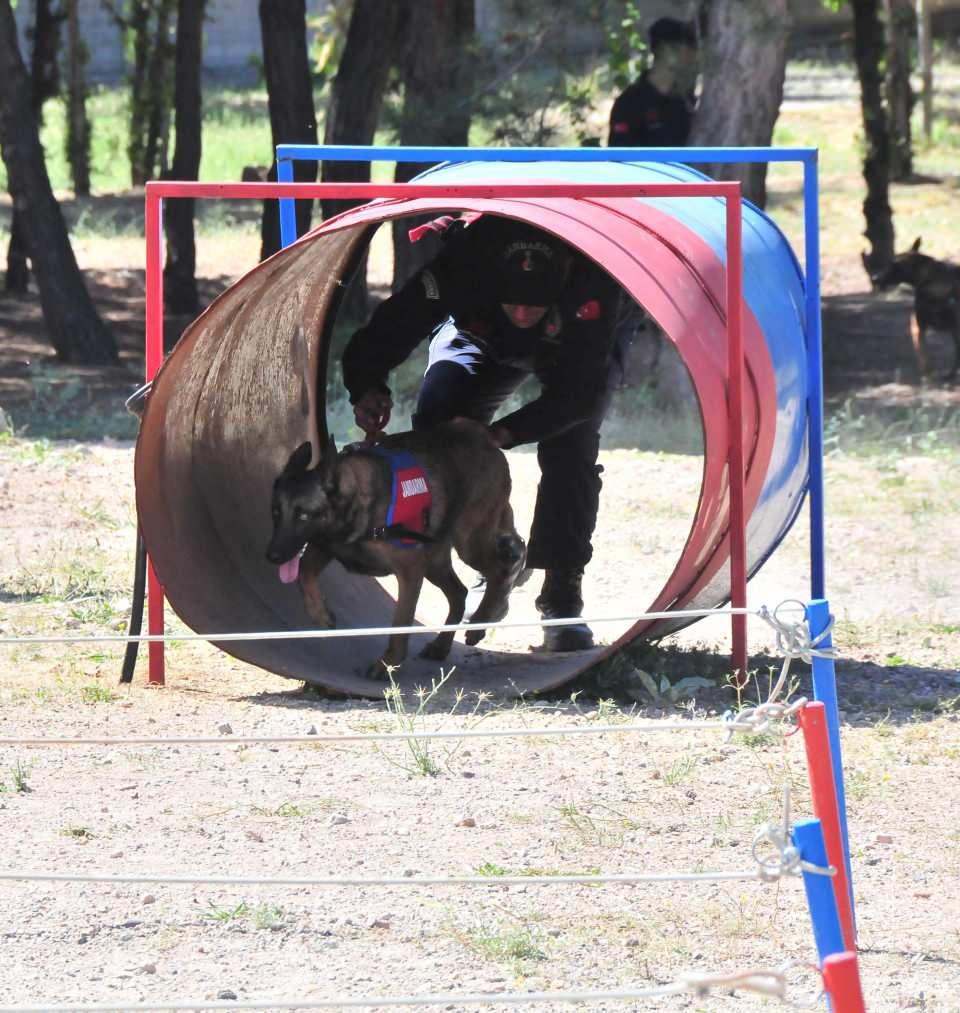 <p>Nevşehir Jandarma At ve Köpek Eğitim Merkezi (JAKEM) Komutanlığı'nda eğitilen 19 köpek ile sorumluları, kondisyon parkurunda yarıştı.</p>
<p> </p>