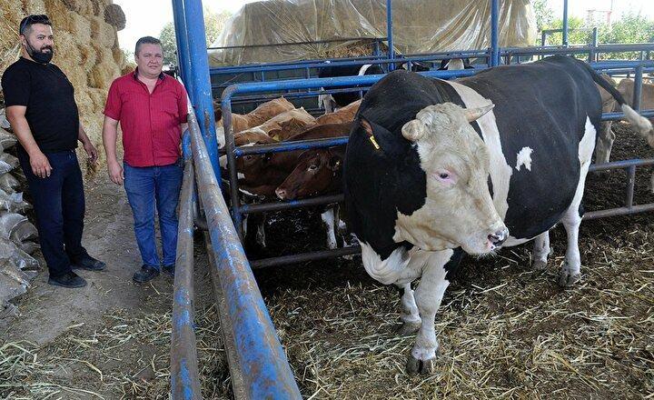 <p>Kurban Bayramı'na sayılı günler kalırken hayvan sahipleri kurbanlıklarını satışa çıkardı.</p>

